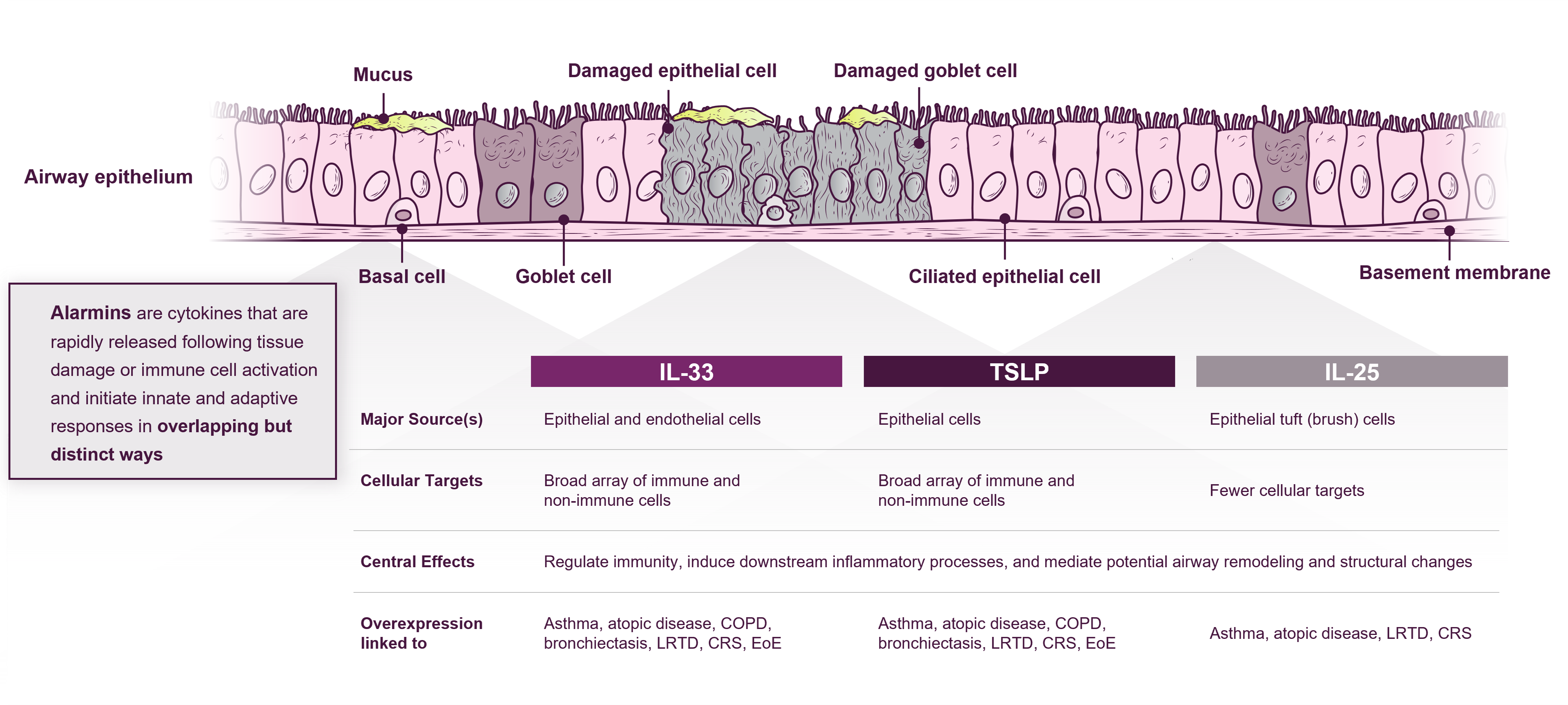Image of the alarmins IL-33, TSLP, and IL-25 showing their major sources, cellular targets, central effects, and what overexpression is linked to