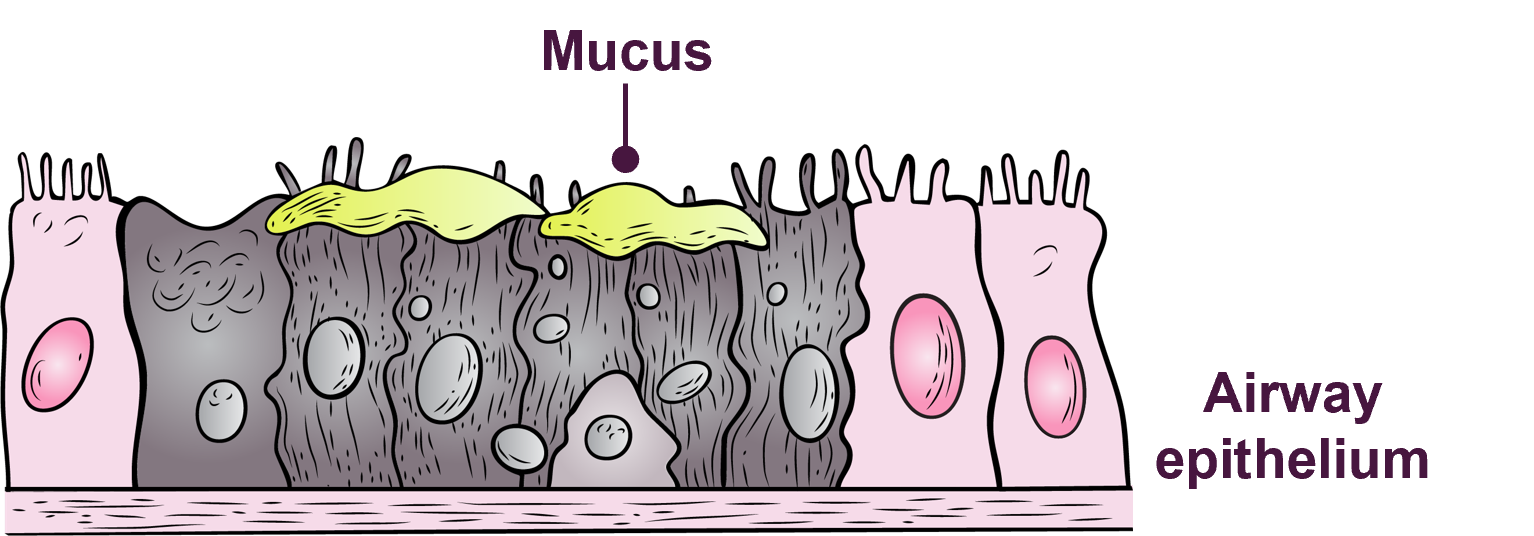Image of the airway epithelial with mucus