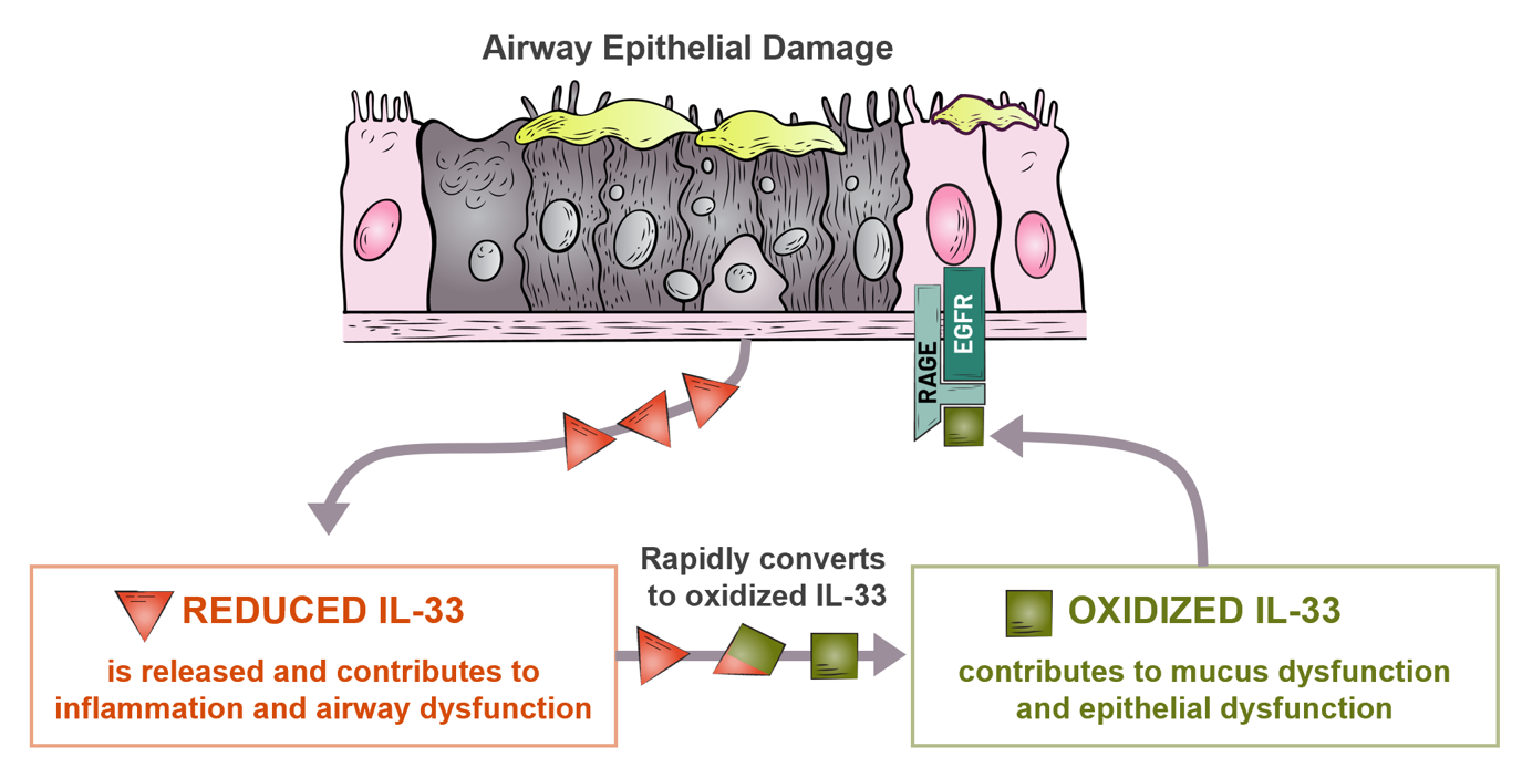 Image of the reduced IL-33 and oxidized IL-33 pathways
