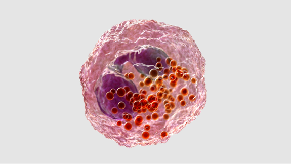 eosinophills-new.png