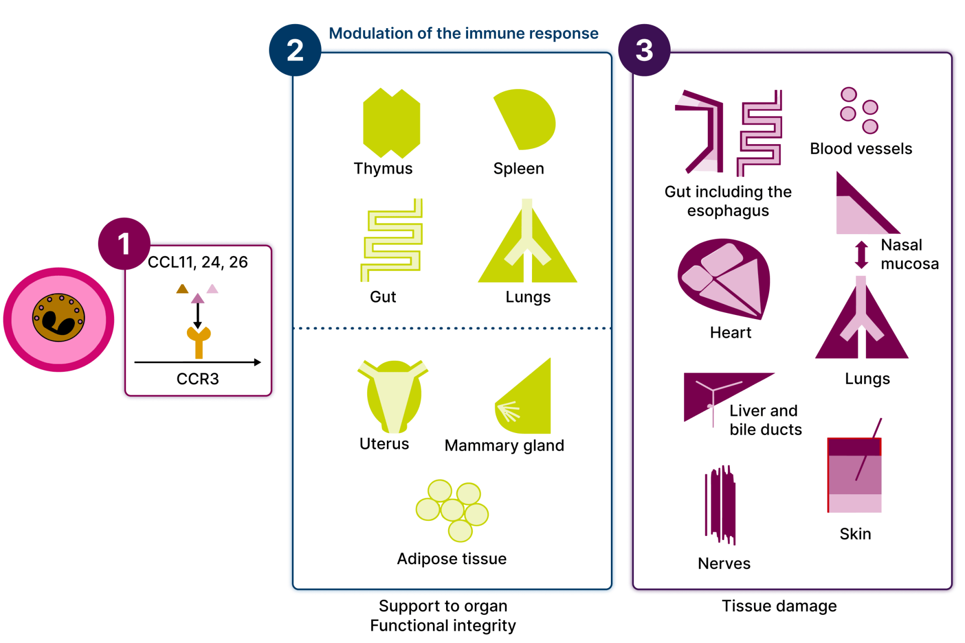 Tissue Infilteration
