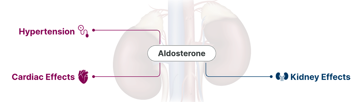 Aldosterone Can Induce Direct Toxic Effects on the Blood Vessels, Heart, and Kidneys, Which May Occur Independent of BP
