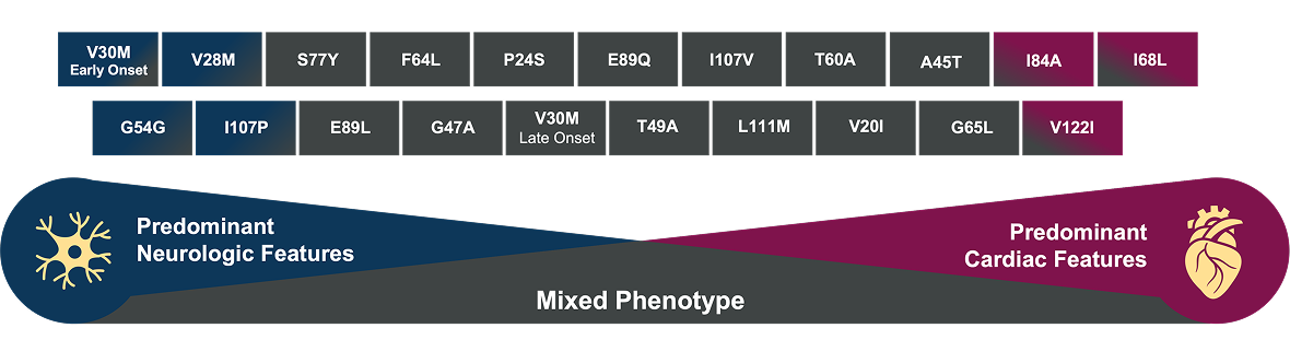 Diagram showing common TTR gene variants associated with mixed neurologic and cardiac phenotypes in hereditary ATTR. 