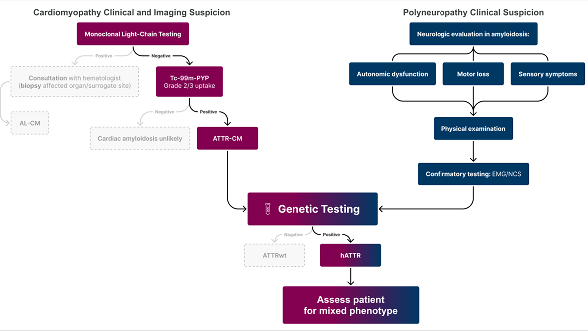 Diagnostic Pathway to Help Identify Patients With hATTR